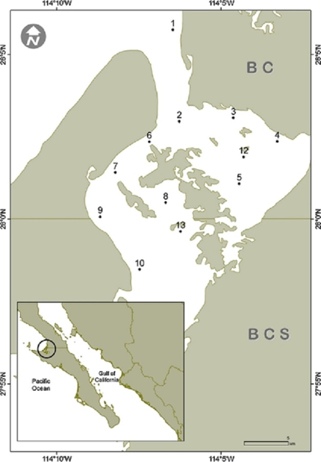 Location of the 12 sampling sites in Laguna Guerrero Negro, BC-BCS, Mexico.
