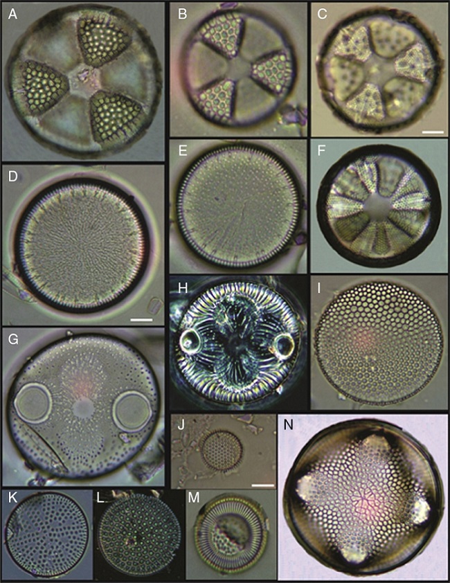 (A) Actinoptychus aster, (B) Actinoptychus senarius, (C) Actinoptychus oppenoorthi, (D, E) Ehrenbergiulva granulosa, (F) Actinoptychus adriaticus, (G) Auliscus caelatus var. strigillata, (H) Auliscus punctatus, (I) Coscinodiscus radiatus, (J) Shionodiscus oestrupii, (K) Psammodiscus nitidus, (L) Psammodiscus calceatus, (M) Cyclotella litoralis, (N) Aulacodiscus ehrenbergii. Bars = 10 μm.