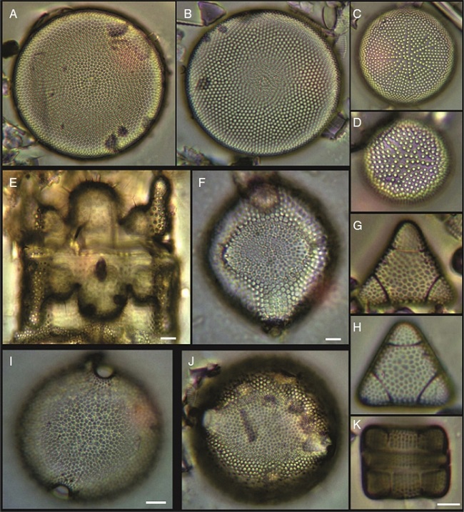 (A, B) Actinocyclus curvatulus, (C) Actinocyclus octonarius var. tenellus, (D) Actinocyclus ralfsii var. minutae, (E) Biddulphia tuomeyi, (F) Biddulphia rhombus, (I, J) Cerataulus californicus, (G, H, K) Trigonium alternans. Bars = 10 μm.