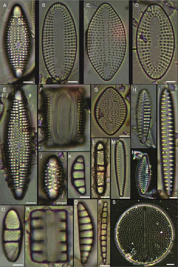 (A, E, F, J) Dimeregramma minor var. minor, (B, D) Delphineis fasciola var. australis, (C, G) Delphineis surirella, (H) Opephora pacifica, (I) Opephora schwartzii, (K, P, Q) Eunotogramma laevis, (L) Plagiogramma wallichianum, (M) Opephora marina, (N) Dimeregramma sp., (O) Neohuttonia reichardtii, (R) Eunotogramma marinum, (S) Diplomenora cocconeiformis. Bars = 10 μm.