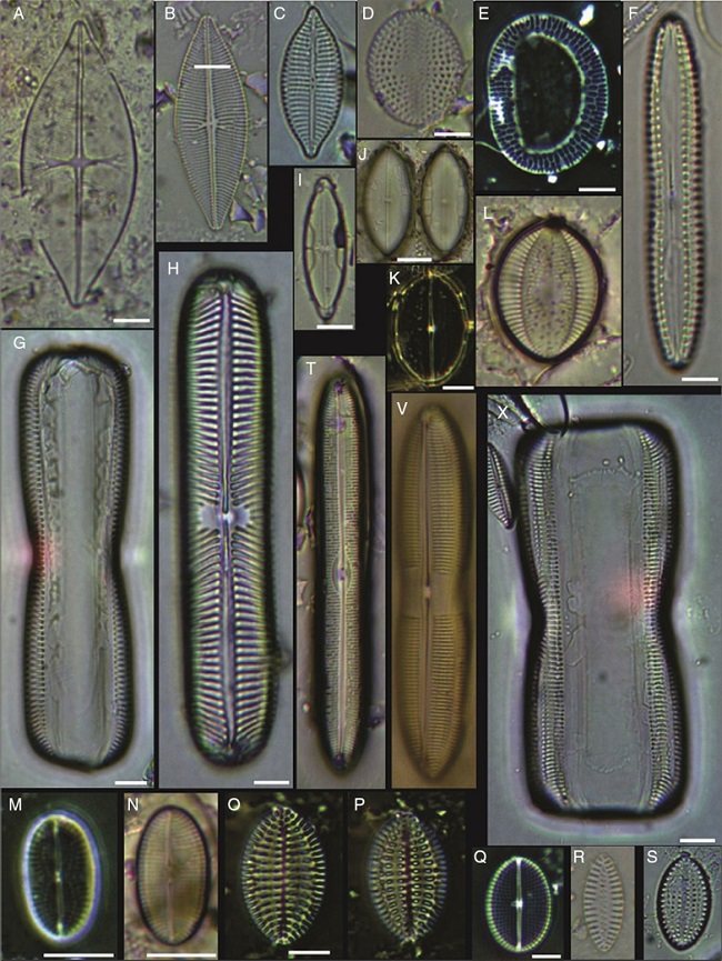(A) Achnanthes danica, (B) Achnanthes fimbriata, (C) Navicula diversistriata, (D) Anorthoneis eccentrica, (E) Anorthoneis hyalina, (F) Biremis cf. ridicula, (G, H) Pinnularia rectangulata, (I) Mastogloia gieskesii, (J) Mastogloia pusilla, (K) Fallacia sp., (L) Cocconeis latecostata, (M) Fallacia hummii, (N) Fallacia vittata, (O, P) Cocconeis californica var. kerguelensis, (Q) Cocconeiopsis patrickae, (R) Planothidium polaris, (S) Cocconeis distans, (T) Caloneis liber var. linearis, (X) Caloneis westii, (V) Caloneis cf. consimilis. Bars = 10 μm.