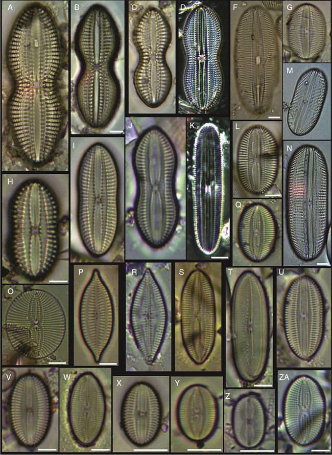 (A&ndash;C) Diploneis crabro, (D) Diploneis splendida, (F) Diploneis litoralis, (G) Diploneis smithii, (H, I, X) Diploneis papula, (J) Diploneis papula var. constricta, (K) Diploneis litoralis var. clathrata, (L) Diploneis suborbicularis, (M, N) Diploneis obliqua, (O) Fallacia nummularia, (P) Fogedia finmarchica, (Q, ZA) Fallacia subforcipata, (R) Fogedia cf. geissleriana, (S) Fallacia forcipata, (T) Fallacia inscriptura, (U, V) Diploneis notabilis, (W) Fallacia shoemaniana, (Y) Fallacia oculiformis, (Z) Fallacia cf. tenera. Bars = 10 μm.
