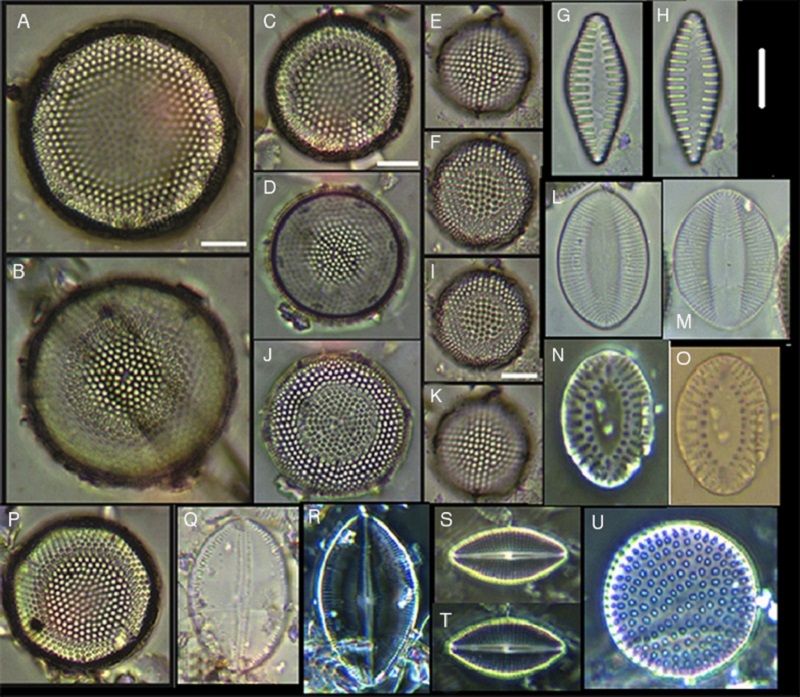 (A&ndash;F, I&ndash;K, P) Aulacodiscus sp., (G, H) Opephora sp., (L, M) Cocconeis cf. pelta, (N, O) Surirella sp., (Q) Cocconeis californica var. kerguelensis, (R) Craspedopleura sp, (S, T) Cosmioneis sp. 1, U) Neodetonula superba. Bars = 10 μm.