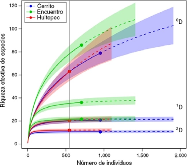 Curvas de interpolación (rarefacción)/extrapolación de la diversidad de heterópteros en 3 bosques secundarios de Chiapas, México, con base en los números de Hill: 0D: riqueza (número efectivo de especies), 1D: exponente de la diversidad Shannon, 2D: inverso del índice de diversidad de Simpson. La línea vertical es referencia de D con respecto al sitio con el menor número de individuos (Huitepec).