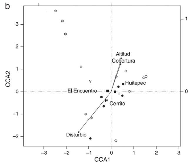 Análisis de correspondencia canónica (ACC) entre: a) la diversidad de heterópteros, b) tamaño corporal, c) grupos tróficos y las condiciones de altitud, cobertura y alteración de 3 bosques secundarios de Chiapas, México. En las figuras a, b y c, los transectos se indican con círculos y los centroides de cada bosque se indican con su nombre (Cerrito, El Encuentro o Huitepec); las variables ambientales se indican con vectores. En la figura a las especies se indican con el símbolo +.