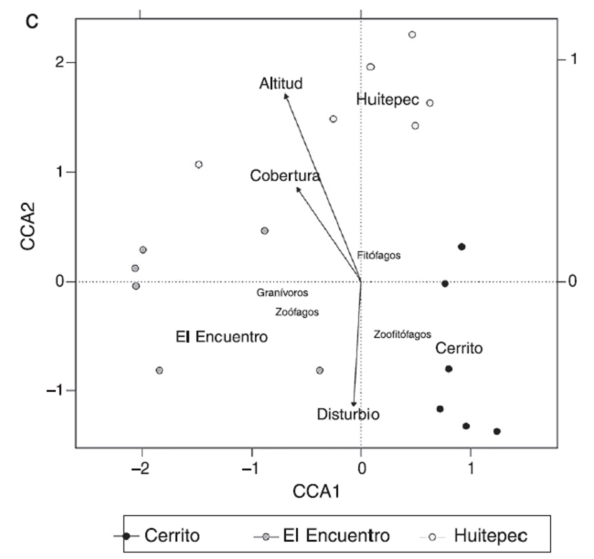 Análisis de correspondencia canónica (ACC) entre: a) la diversidad de heterópteros, b) tamaño corporal, c) grupos tróficos y las condiciones de altitud, cobertura y alteración de 3 bosques secundarios de Chiapas, México. En las figuras a, b y c, los transectos se indican con círculos y los centroides de cada bosque se indican con su nombre (Cerrito, El Encuentro o Huitepec); las variables ambientales se indican con vectores. En la figura a las especies se indican con el símbolo +.