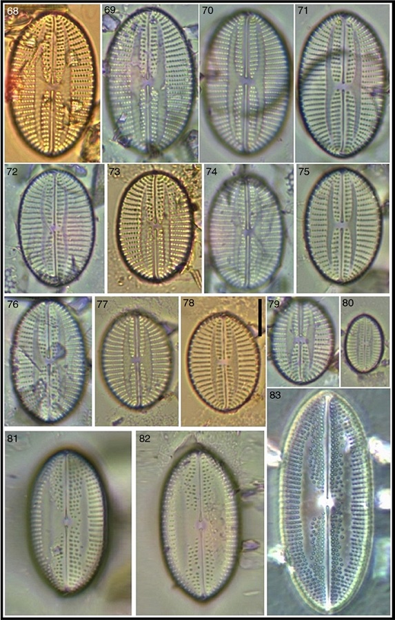 Lyrella impercepta; 81–83 Lyrella approximatoides. Bar = 10 μm for all images.