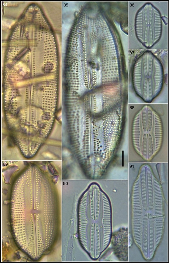 Lyrella irrorata; 86–88, 90, 91 Lyrella atlantica. Bar = 15 μm for all images.