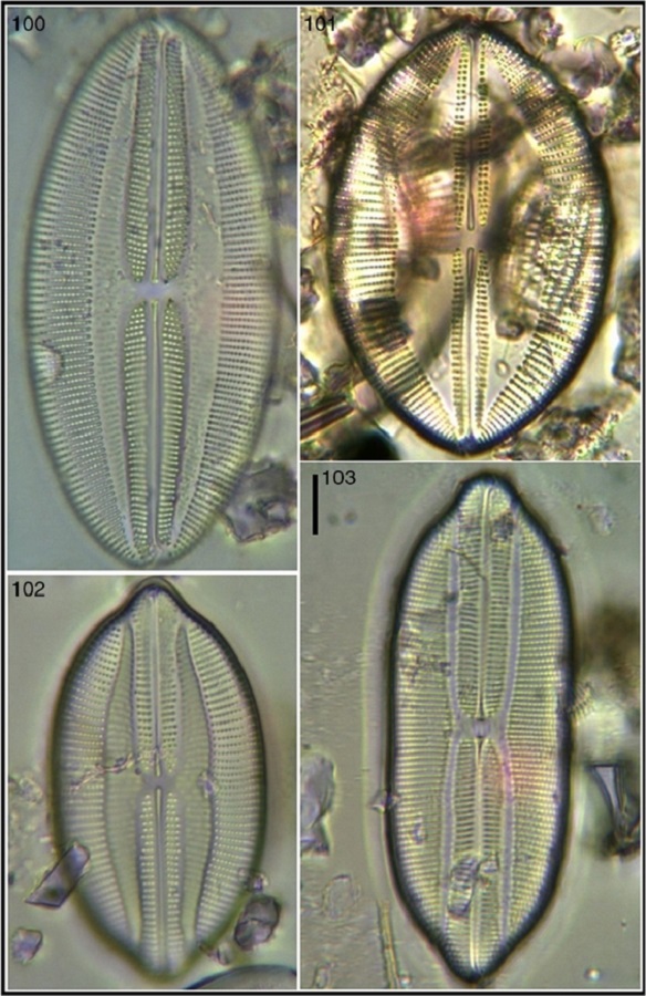 Lyrella hennedyi var. crassa; 101 Lyrell aspectabilis; 102 Lyrella clavata var. indica; 103 Lyrella lyra var. subtypica. Bar = 15 μm for all images.