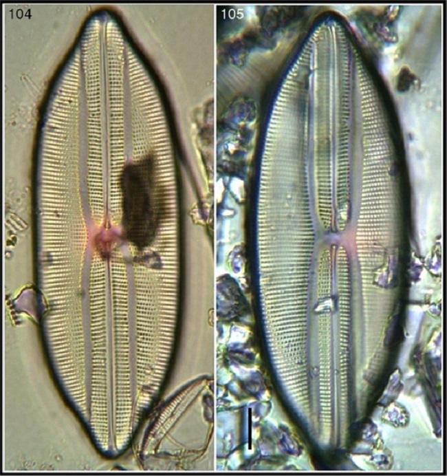 Lyrella lyra var. subtypica; largest specimens observed in this survey. Bar = 15 μm for all images.