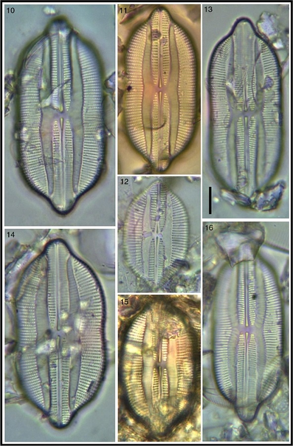 Lyrella clavata var. caribaea; 13, 16. Lyrella lyra var. constricta. Bar = 15 μm for all images.