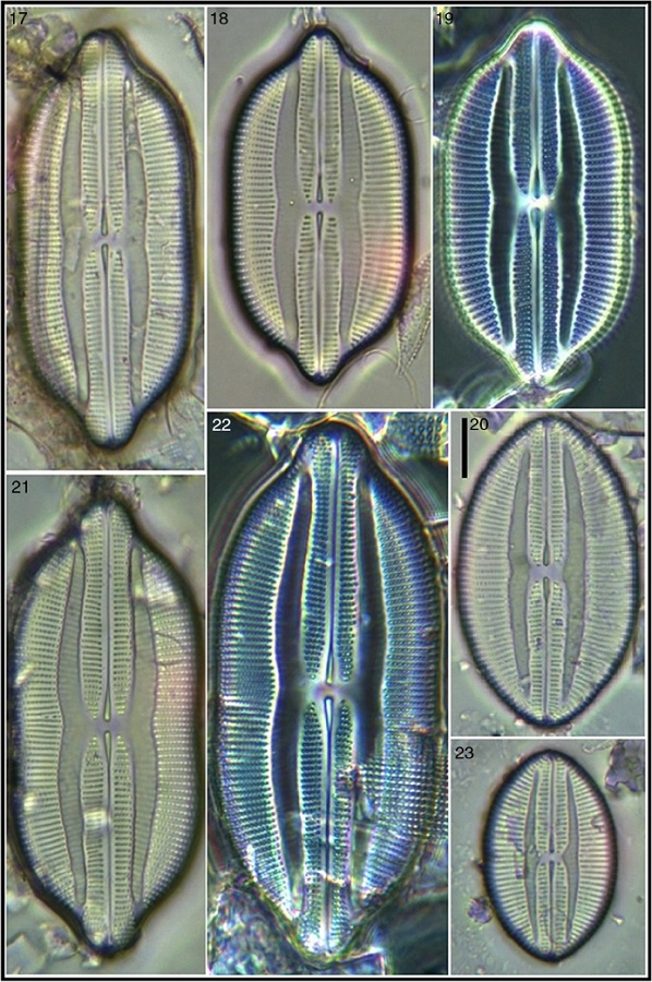 Lyrella clavata var. caribaea; 20, 23 Lyrella hennedyii var. furcata. Bar = 15 μm for all images.