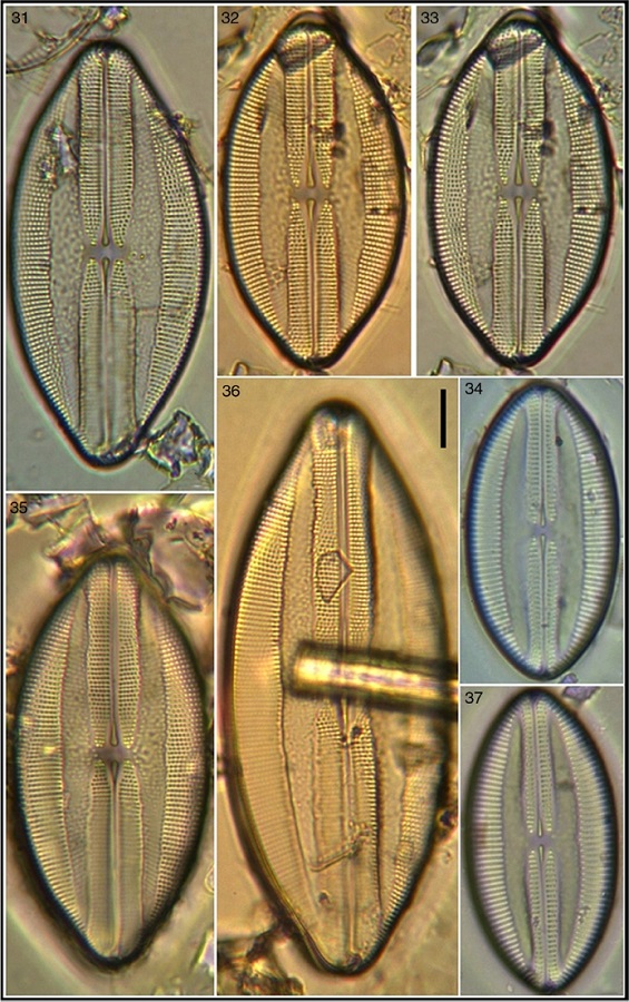 Lyrella clavata var. elongata; 34, 37 Lyrella excavata. Bar = 15 μm for all images.