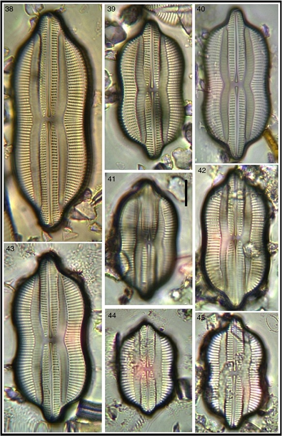 Lyrella exsul showing size variation. Bar = 15 μm for all images.