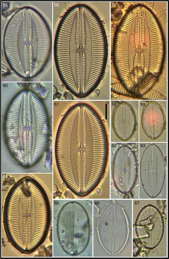Lyrella granulata; 64 Lyrella granulata; 58, 59, 62, 63, 65 Lyrella abrupta; 66, 67 raphe valves of Cocconeis californica var. kerguelensis. Bar = 15 μm for all images.