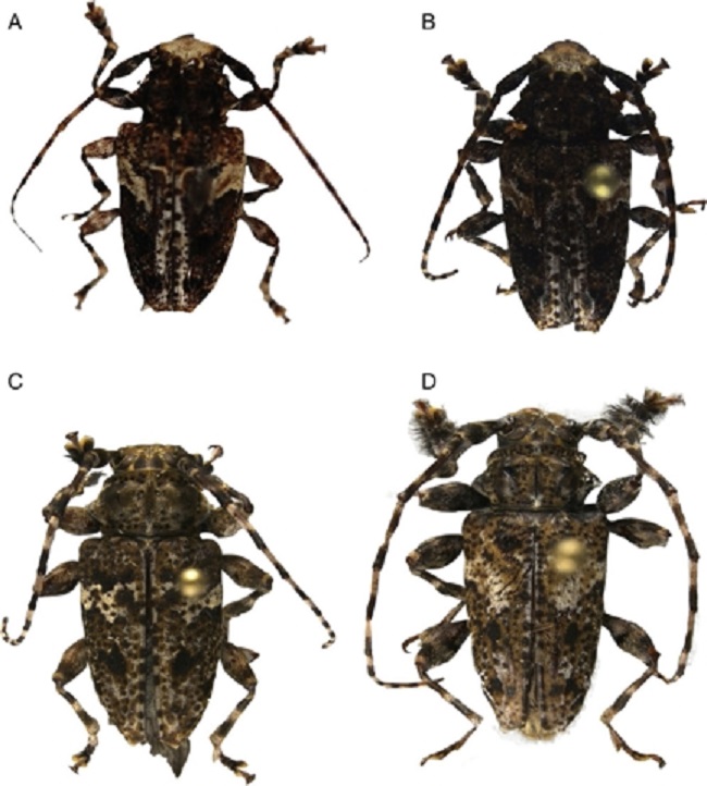 A) Aegomorphus albosignus Chemsak y Noguera; B, C y D), Acanthoderes ramirezi Chemsak y Hovore, vista dorsal.