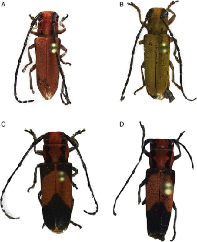 A-D) Essostrutha laeta (Newman) vista dorsal, C) hembra, D) macho.