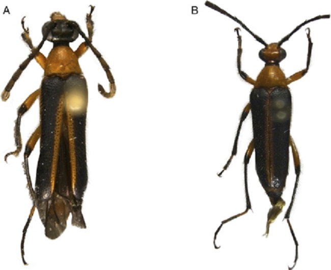 A y B) Nemognathomimus opacipennis Chemsak y Noguera, vista dorsal.