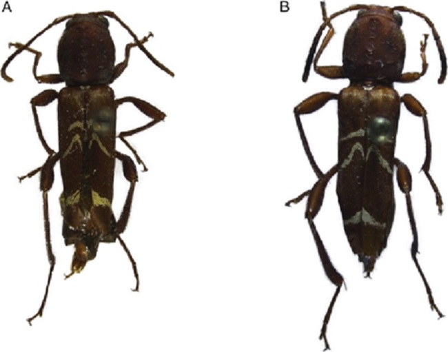 A y B) Neoclytus augusti (Chevrolat), vista dorsal.