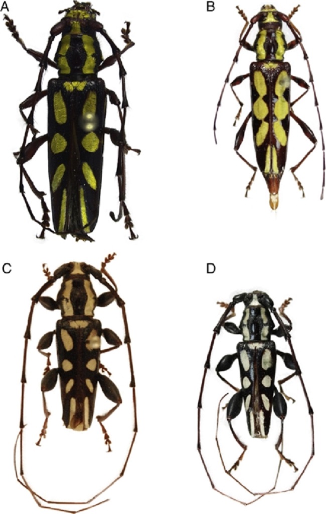A-D), Ornithia mexicana (Sturm), vista dorsal.