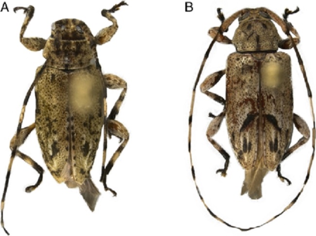 A y B) Ozineus cribripennis Bates, vista dorsal.