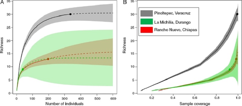 (A) Size-base rarefaction (solid curves) and extrapolation (dash curves) comparing Saturniidae species richness in Pinoltepec, Veracruz (present study), Rancho Nuevo, Chiapas (Beutelspacher & Balc&aacute;zar, 1998) and La Michil&iacute;a, Durango (D&iacute;az & Balc&aacute;zar, 1997); (B) coverage-based rarefaction and extrapolation curve. Shadow areas represent the 95% confidence intervals (bootstrap method with 300 replication).