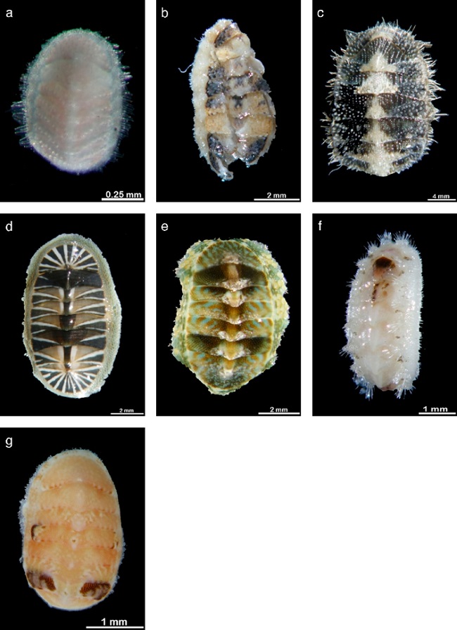 Especies de poliplac&oacute;foros asociadas a macroalgas en vista dorsal. a:
								Ischnochiton muscarius; b: Chaetopleura
								hanselmani; c: Chaetopleura lurida; d:
								Chiton albolineatus; e: Chiton
								articulatus; f: Acanthochitona
							arragonites; g: Lepidochitona
							salvadorensis.