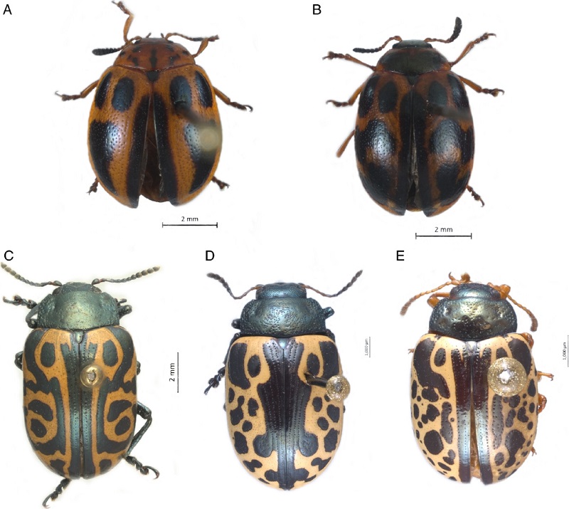 Vista dorsal de especies de Plagiodera y
Calligrapha. A) Plagiodera
semivittata, B) Plagiodera congesta,
C) Calligrapha serpentina, D) Calligrapha
diversa, E) Calligrapha
fulvipes.
