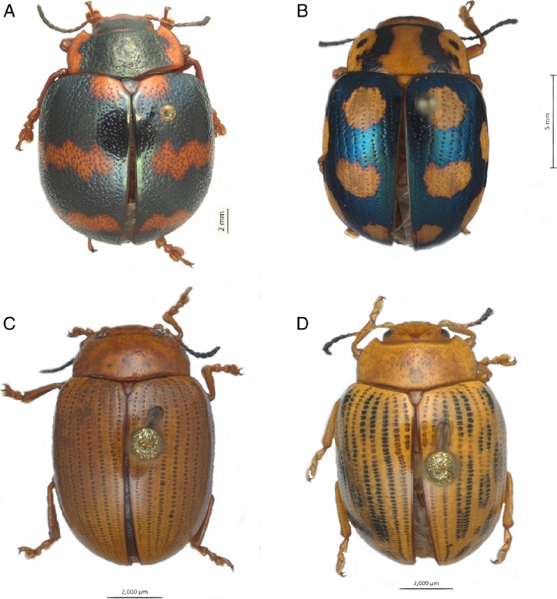 Vista dorsal de especies de los géneros
Platyphora y Stilodes. A)
Platyphora spectanda, B) Platyphora
mirabilis (Stål, 1859), C) Stilodes
nigromarginata, D) Stilodes
neptis.