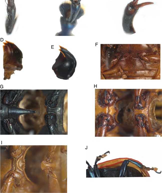 Caracteres diagnósticos en los géneros mexicanos de
Chrysomelinae. A) Uña conada en Zygogramma, B) uña
divergente en Leptinotarsa, C) uña parcialmente
divergente en Calligrapha, D) mandíbula tridentada
en Phaedon, E) mandíbula bidentada en
Doryphora, F) costillas semicirculares en
Pixis, G) prosterno y proceso prosternal en
Doryphora, H) prosterno y proceso prosternal en
Leptinotarsa, I) prosterno y proceso prosternal
en Plagiodera, J) epipleura en
Labidomera.