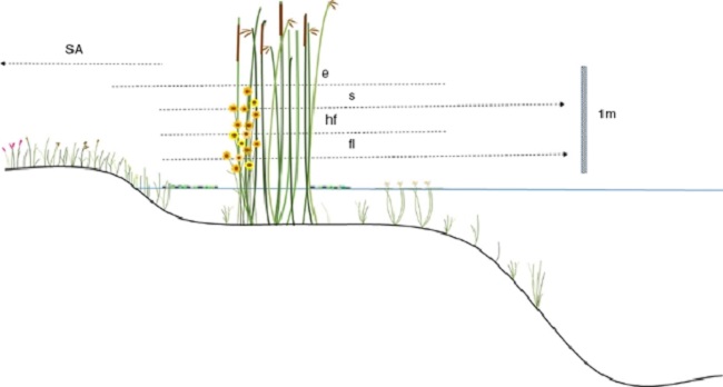 Perfil representativo de las plantas en los humedales. e: emergentes;
fl: flotantes; hf: hojas flotantes; s: sumergidas; SA:
subacuáticas.