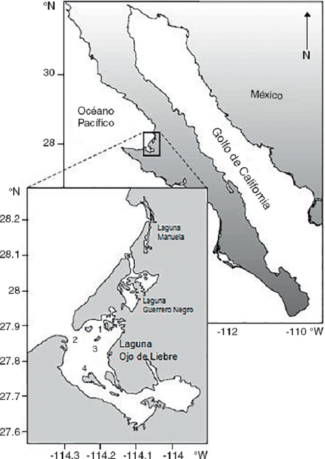 Ubicación de la laguna Ojo de Liebre, Baja California Sur y los bancos almejeros analizados: Zacatoso, Chocolatero, La Concha y El Dátil.