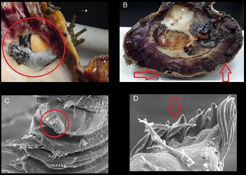 A. Presencia de ampollas de lodo en las valvas de la almeja mano de león. B. Crecimiento anormal de las valvas. C. Quinto setígero modificado del poliqueto Polydora sp. D. Detalle del quinto setígero modificado.