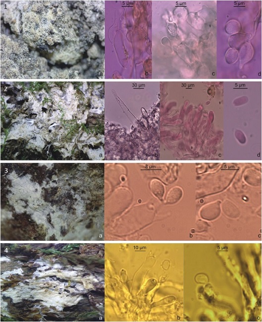 1, Eonema pyriforme: a, basidioma; b, hifas generativas; c) basidio; d) basidiospora. 2, Amphinema byssoides: a, basidioma; b, cistidio; c, basidio; d, basidiospora. 3, Athelia decipiens: a, basidioma; b, basidio; c, basidiospora. 4, Ceraceomyces aff. tessulatus: a, basidioma; b, basidio; c, basidiospora.