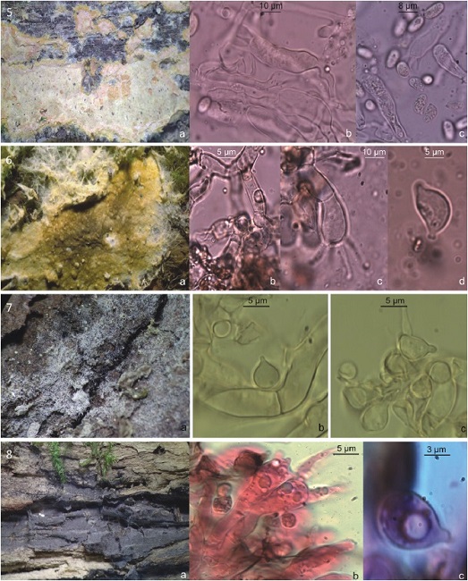 5, Coniophora arida: a, basidioma; b, basidio; c, basidiospora. 6, C. sp.: a, basidioma: b, septo simple; c, basidio; d, basidiospora. 7, Rhizoctonia fusispora: a, basidioma: b, septo simple; c, basidiospora. 8, Scotomyces subviolaceus: a, basidioma; b, basidio; c, basidiospora.