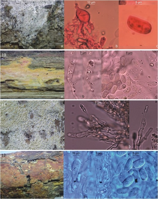 9, Tulasnella sp.: a, basidioma; b, basidio; c, basidiospora. 10, Erythricium hypnophilum: a, basidioma; b, basidio; c, basidiospora. 11, Hyphodontia arguta: a, basidioma; b, lagenocistidio. 12, Ginnsia viticola: a, basidioma; b, hifidio; c, basidio; d, basidiospora.