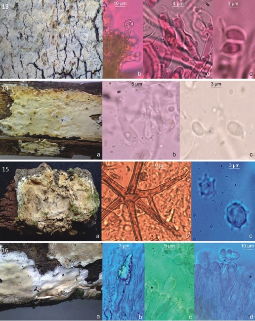 13, Resinicium furfuraceum: a, basidioma; b, halocistidio; c, basidio; d, basidiospora. 14, Phlebia lacteola: a, basidioma; b, basidio; c, basidiospora. 15, Asterostroma cervicolor: a, basidioma; b, asteroseta; c, basidiospora. 16, Peniophora versicolor: a, basidioma; b, lamprocistidio; c, basidio; d, basidiospora.