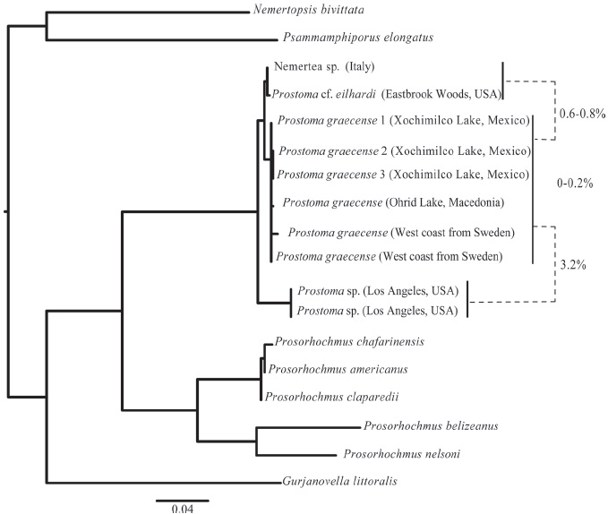 Phylogenetic tree obtained from the analysis of maximum likelihood including 3 samples of Prostoma graecense from Xochimico, Mexico in bold. Dotted lines show the genetic distances between the groups of Prostoma.