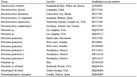 Taxa used for the maximum likelihood analysis of nemerteans, including Prostoma graecense from Lake Xochimilco, Mexico with other specimens of the genus with localities and GenBank accession codes.