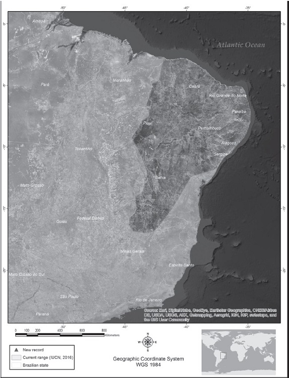 Current margay (Leopardus wiedii) distribution map showing new records for the species in northeast Brazil according to the IUCN.