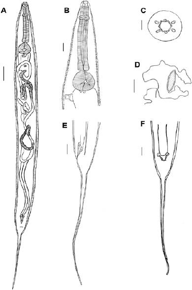 Ichthyouris ro
							Inglis, 1962. A, Female, general
							view; B, anterior end of female, lateral view; C, cephalic end of
							female, apical view; D, egg; E, tail of female, lateral view; F, tail of
							female, ventral view. Scale-bars: A= 1.5 mm; B, E, F= 0.5 mm; C= 0.01
							mm; D= 0.05 mm.