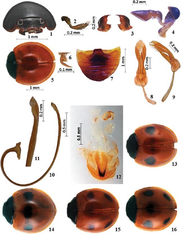 Exochomus insatiabilis n. sp. 1, cabeza y pronoto; 2, antena; 3, mandíbulas; 4, palpo maxilar; 5, vista dorsal, inmaculado; 6, uña con diente subcuadrado; 7, abdomen macho; 8, falobase y trabas en vista ventral; 9, falobase y trabas en vista lateral; 10, sifón; 11 ápice del sifón; 12, genitalia femenina. 13, vista dorsal, con 2 máculas; 14, vista dorsal, con 3 máculas; 15, vista dorsal, con cuatro máculas; 16, vista dorsal, con cinco máculas.