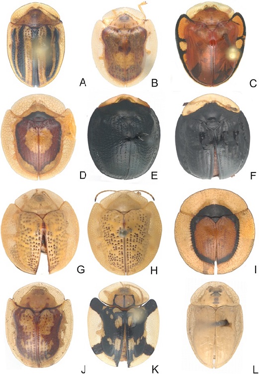 Especies de Cassidini s. l. A) Agroiconota bivittata, B) A. vilis, C) Charidotella egregia, D) C. puella, E) Charidotis curtula, F) C. frontalis, G) Coptocycla texana, H) C. leprosa, I) Cyclocassis circulata, J) Deloyala fuliginosa, K) D. zetterstedti, L) Enagria angulifera.