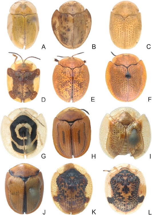 Especies de Cassidini s. l. A) Enagria ovata, B) Eurypepla brevilineata, C) Gratiana pallidula, D) Helocassis testudinaria, E) Hybosa mellicula (♀), F) H. mellicula (♂), G) Ischnocodia annulus, H) Jonthonota mexicana, I) Metrionella bilimeki, J) Mexicaspis azteca, K) Microctenochira bilobata, L) M. dissimilis.