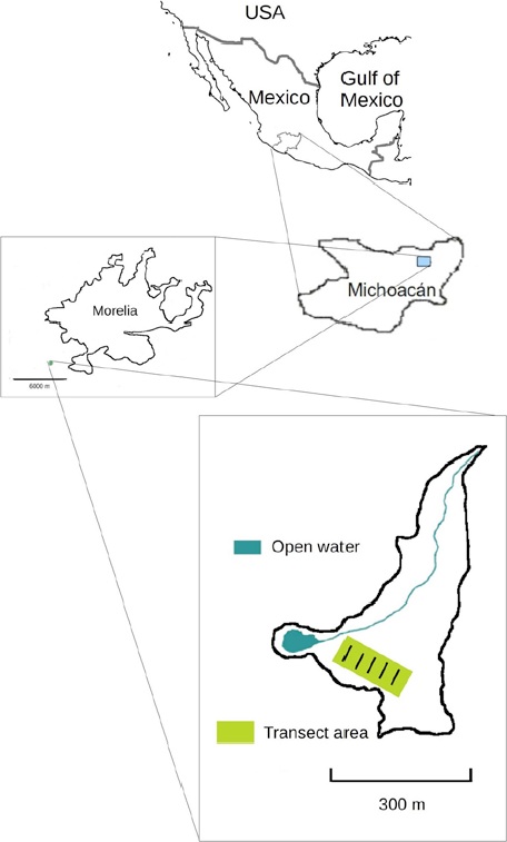 Location of La Mintzita wetlands to the south of the city of Morelia, the capital of the state of Michoacán, México. The wetlands are low nutrient-spring fed and cover close to 59 ha. The permanent transects are located within the least disturbed area in the year 2005 when the study began.