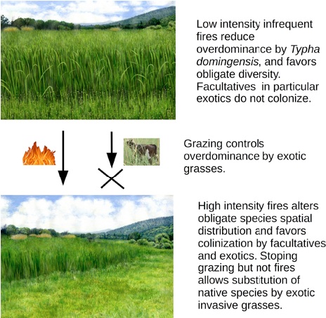 Conceptual model of the transition in the vegetation structure that correlates with human disturbances. The artistic depictions highlight the structural features of each vegetation state.
