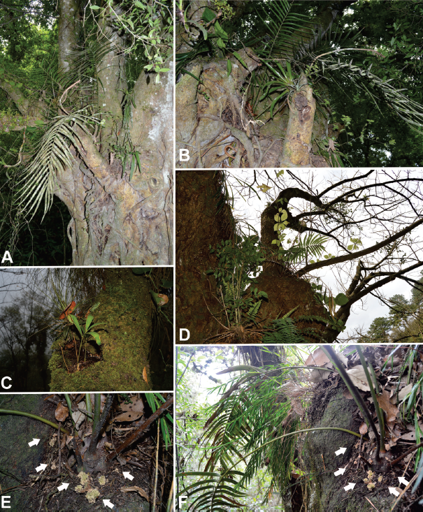 Epifitismo: A) individuo adulto en El Esquil&oacute;n, Jilotepec; B) individuo adulto; C) pl&aacute;ntula sobre Quercus sp., en Mafafas; D) individuo juvenil en Tlachinola, Coacoatzintla; E) ra&iacute;ces coraloides de un individuo; F) individuo adulto en El Chirimoyo, Coacoatzintla.