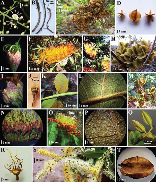 Especies de Combretum nativas del occidente de M&eacute;xico. Combretum decandrum Jacq.: A) flores, B) tallos, C-D) frutos maduros. Combretum farinosum Kunth: E) flor, F-G) espigas, H) frutos. Combretum fruticosum (Loefl.) Stuntz: I-J) flores, K) renuevos de los tallos, L) escamas foliares del env&eacute;s, M) frutos. Combretum igneiflorum Rend&oacute;n & R. Delgad.: N) flores, O) espiga, P) escamas foliares del env&eacute;s, Q) frutos. Combretum laxum Jacq.: R) flor, S) espigas, T) fruto maduro.