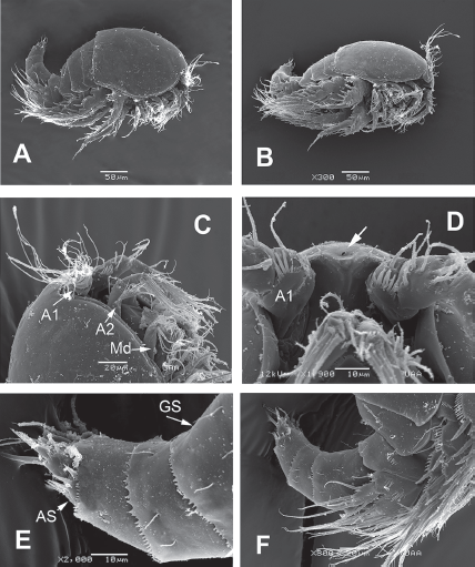 Diarthrodes bodini sp. nov. from Colombia. SEM-prepared female: A, habitus, lateral view; B, same, semi-lateral view; C, cephalic area, lateral view showing antennules (A1), antennae (A2) and mandibles (Md); D, cephalic area ventral view showing rostral area; E, urosome, lateral view, showing anal somite (AS) and crenulate margins; F, same, showing position and armature of leg 5.