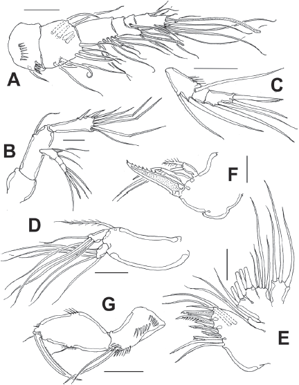 Diarthrodes bodini sp. nov. from Colombia, adult female: A, antennule; B, antenna; C, maxilla; D, maxilliped; E, urosome, ventral view; F, fifth leg. Scale bars: A-F = 10 μm.